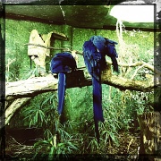 21st Sep 2012 - Hyacinth macaw