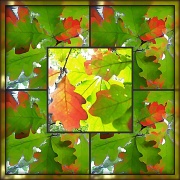 23rd Sep 2012 - Fall Colors Collage