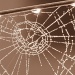 Stella's Web by juletee