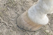 23rd Sep 2012 - Horse Hoof