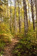23rd Sep 2012 - Bluff trail