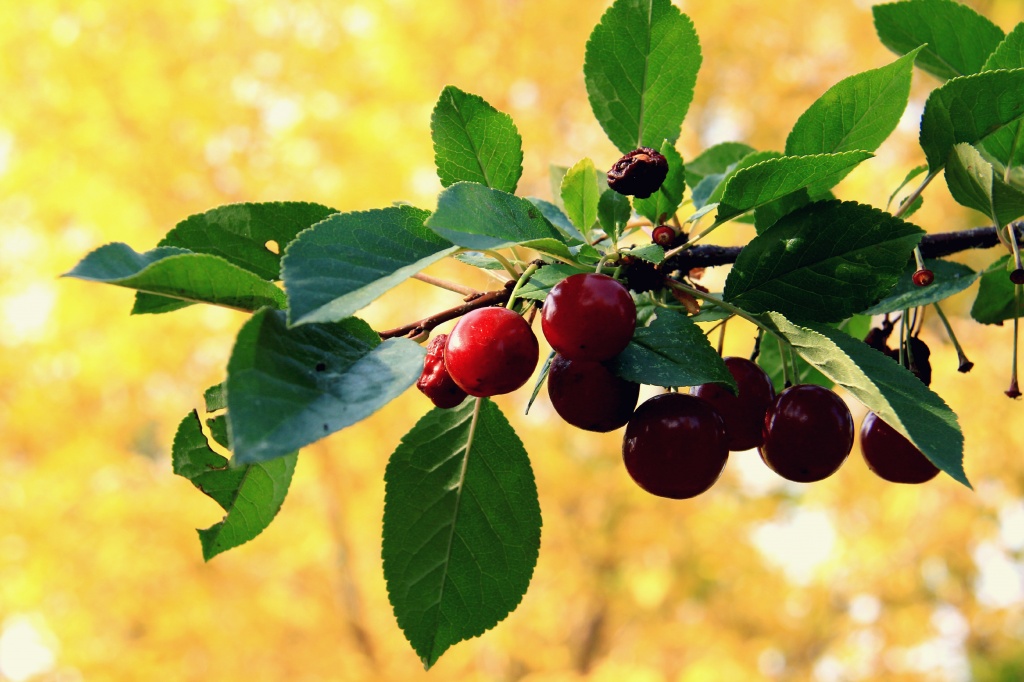 Autumn Prairie Cherries by kph129