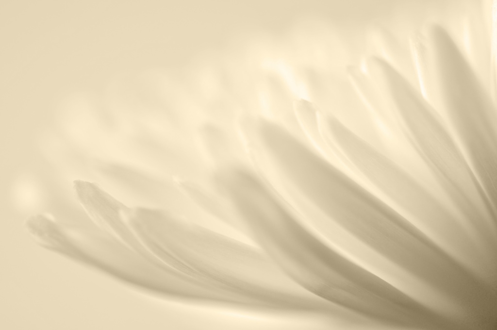 White Chrysanthemum by seanoneill