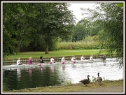 24th Sep 2012 - Rowers