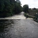 River Tavy on  Flood alert today  by jennymdennis