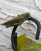 17th Sep 2012 - Ahh, Grasshopper!