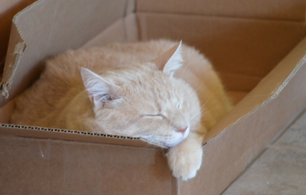 Cat-in-a-box by kdrinkie