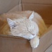 Cat-in-a-box by kdrinkie
