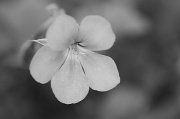 25th Sep 2012 - Geranium 3