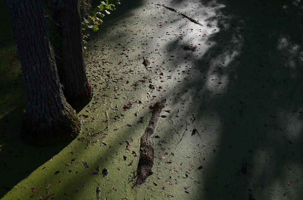 Audubon Swamp Garden, Charleston, SC by congaree