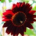 Red Sunflower? by melinareyes