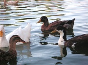 24th Sep 2012 - Duck, Duck....Duck