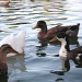 Duck, Duck....Duck by pasadenarose