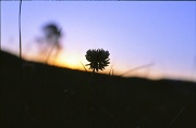 25th Sep 2012 - Clover in a purple sunrise