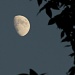 Moon silhouette 9-24-12 by tara11