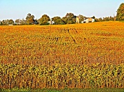 25th Sep 2012 - Field of Gold