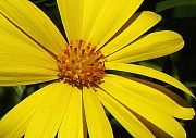 25th Sep 2012 - Sunshine in Flower Form
