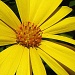 Sunshine in Flower Form by peggysirk