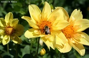 25th Sep 2012 - Bumblebee - Olmsted Outlook