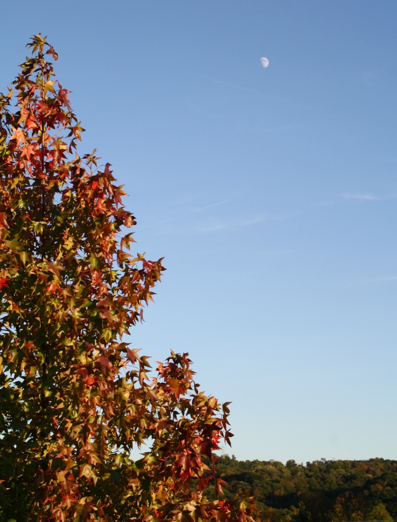 Autumn colors watching the moon by mittens