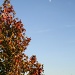 Autumn colors watching the moon by mittens