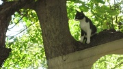 27th Aug 2012 - Kitty, please get down from there!