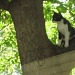 Kitty, please get down from there! by kchuk