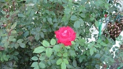 26th Sep 2012 - Autumn rose
