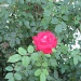 Autumn rose by kchuk