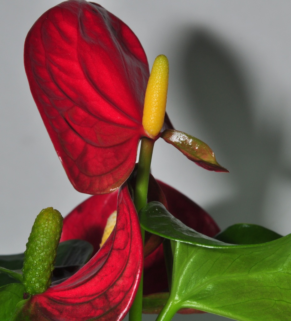 Anthurium by jayberg