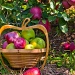 Apple Pickin Basket by lesip
