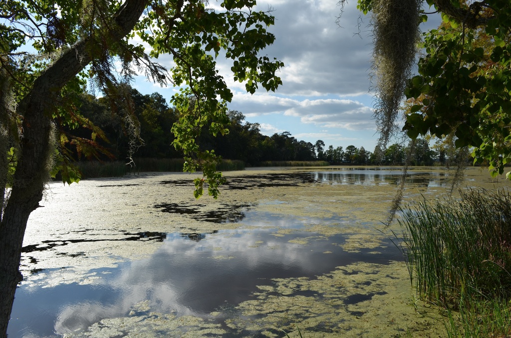 Sky, clouds and reflections:  Magnolia Gardens Wildlife Refuge, Charleston, SC by congaree