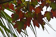 25th Sep 2012 - Autumn in S. Florida
