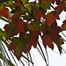Autumn in S. Florida by danette