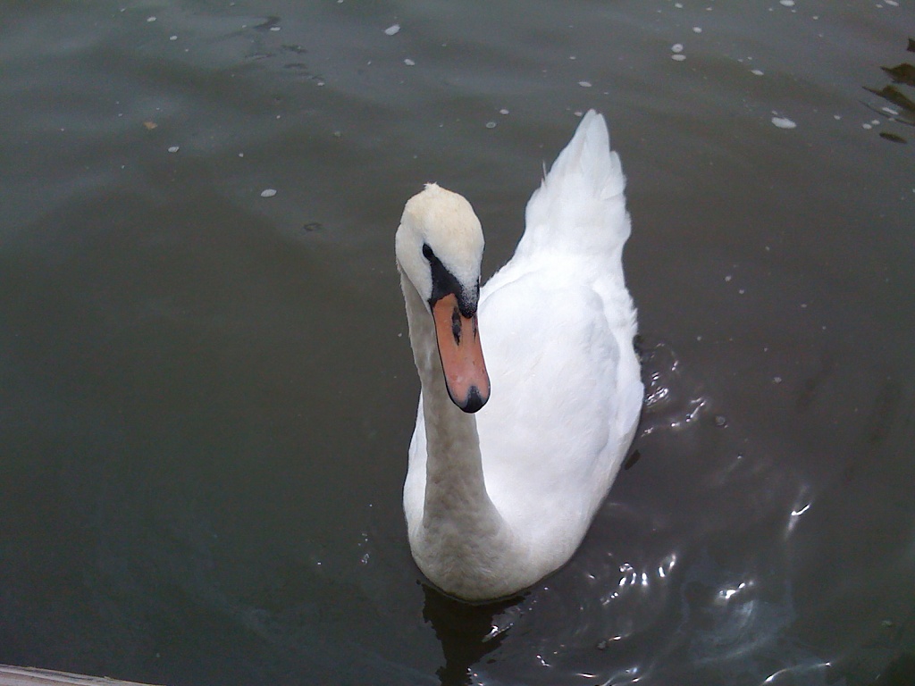 Swan on the River Bure by manek43509