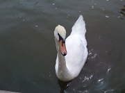6th Jul 2010 - Swan on the River Bure