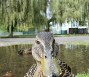 26th Sep 2012 - this duck had no idea of the concept of 'puddleshooting'