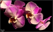 26th Sep 2012 -  Orchid