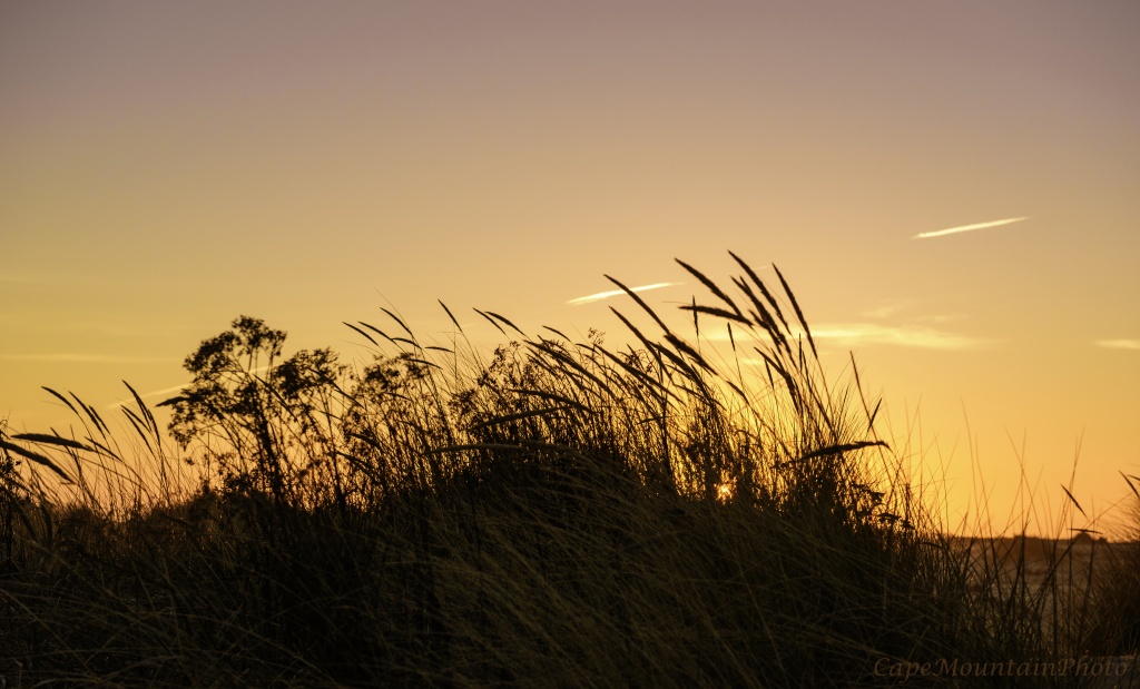 Dune Grass at Sunset by jgpittenger