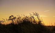 26th Sep 2012 - Dune Grass at Sunset