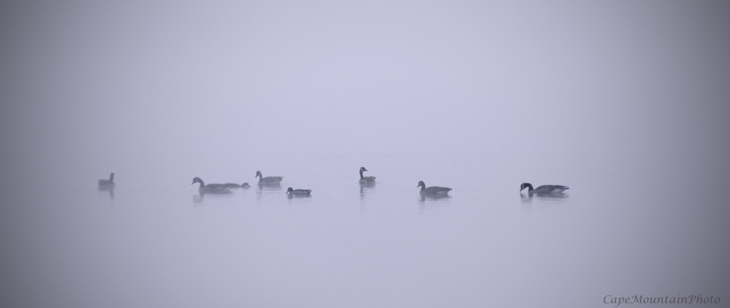 Canadian Geese in the Morning Mist by jgpittenger