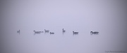 27th Sep 2012 - Canadian Geese in the Morning Mist