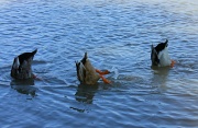 26th Sep 2012 - Synchronized swimming