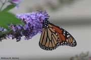26th Sep 2012 - Monarchs Still