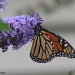 Monarchs Still by falcon11