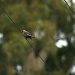 Dusky Woodswallow by wenbow