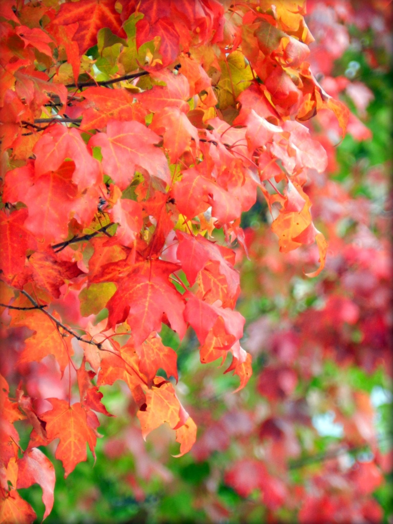 Fall Foliage by paintdipper