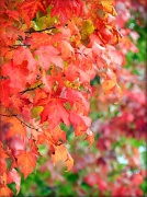 26th Sep 2012 - Fall Foliage
