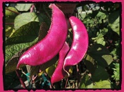 27th Sep 2012 - Monticello Beans