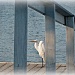 Egret - ONS2 - Perspective - POV by madamelucy